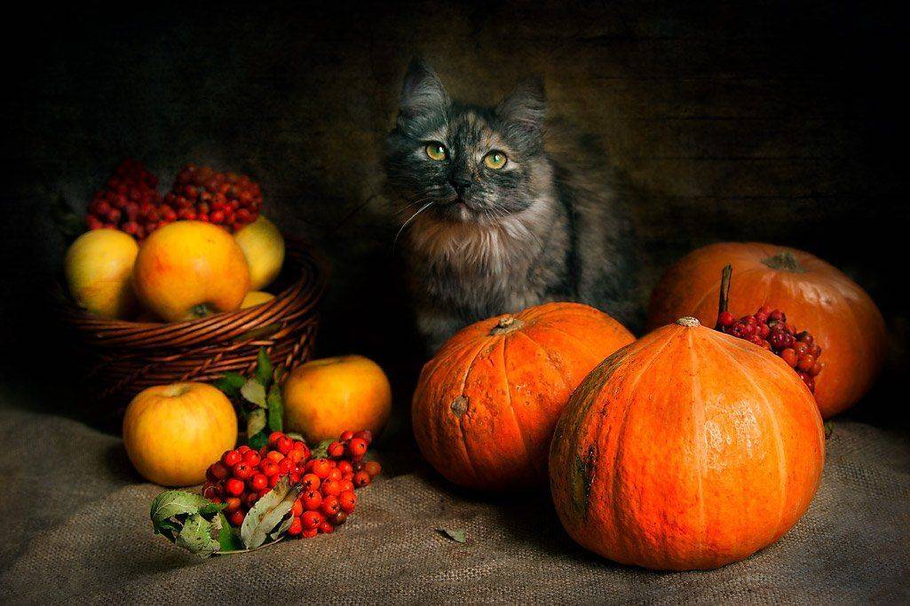 , Елена Брежицкая