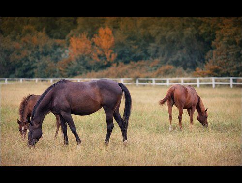 ---= на лугу пасутся ко...  =---