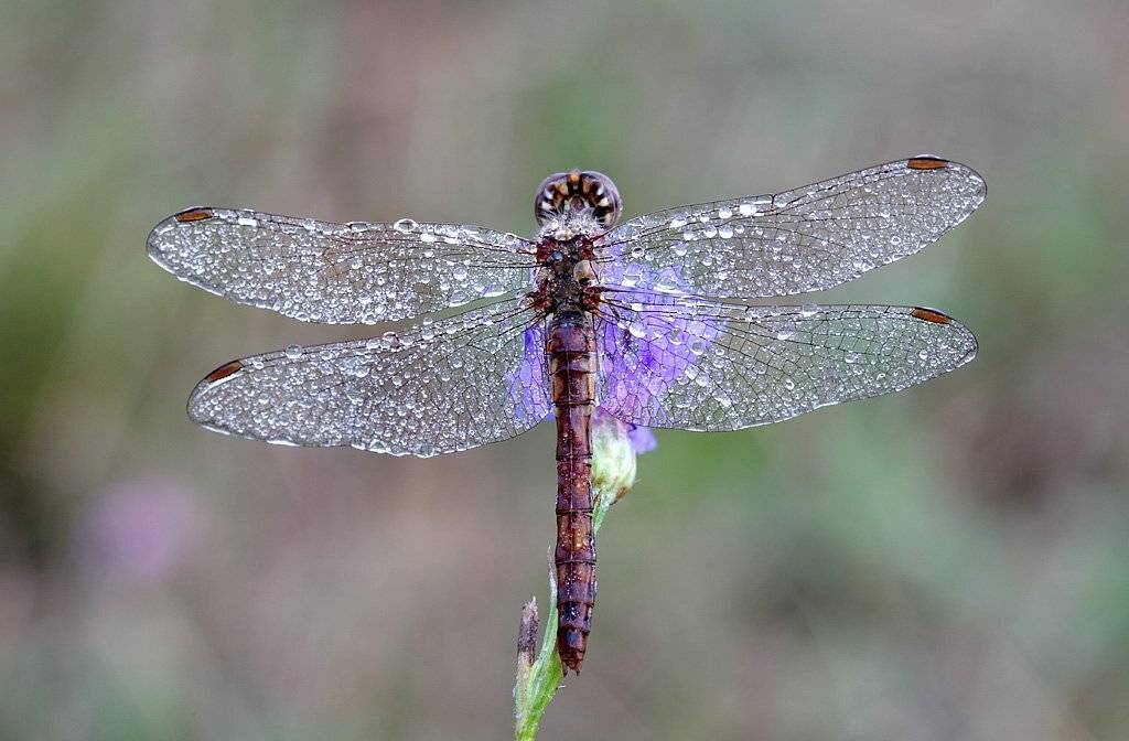 , Сергей Таланов