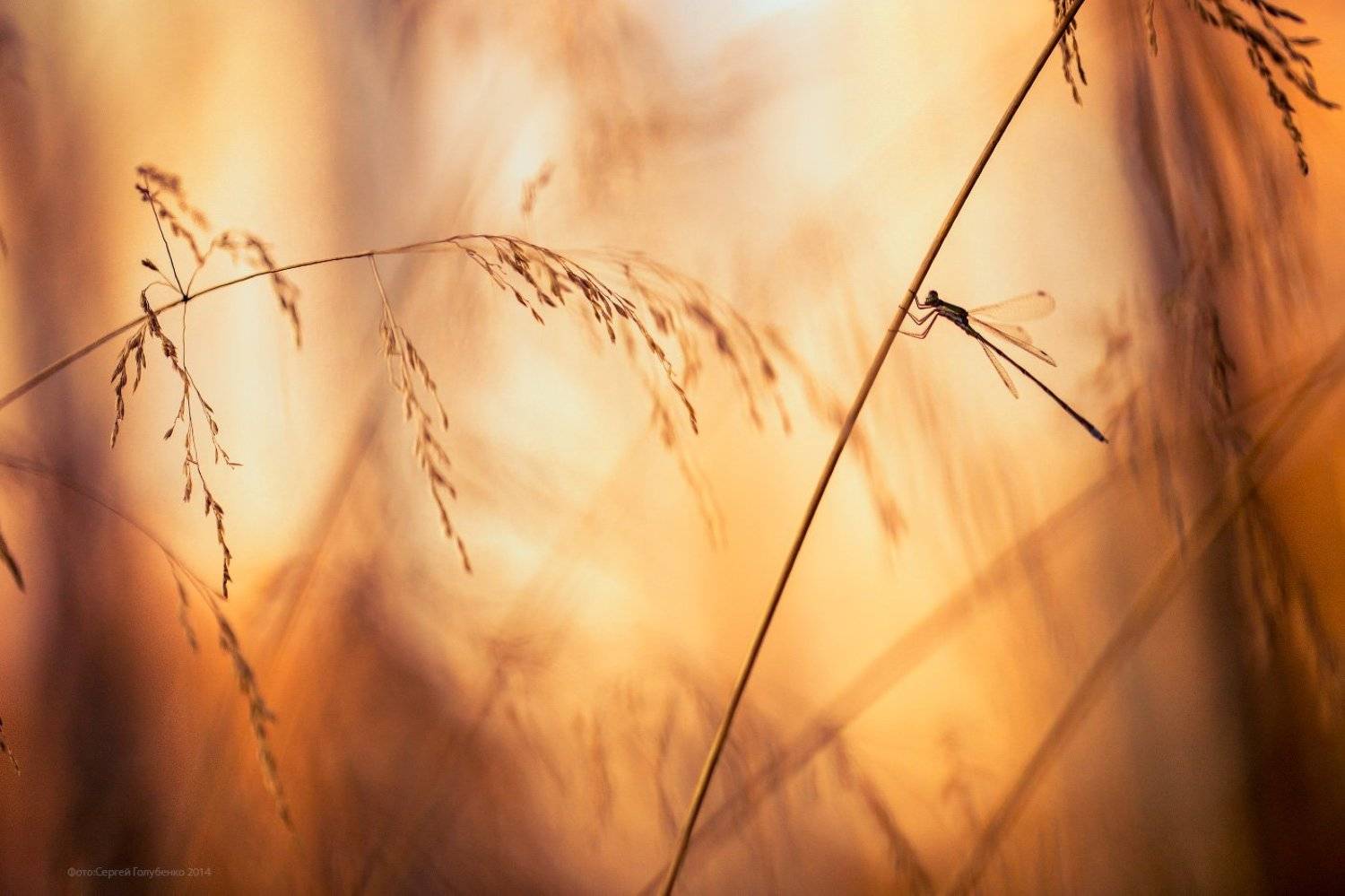 , Сергей Голубенко