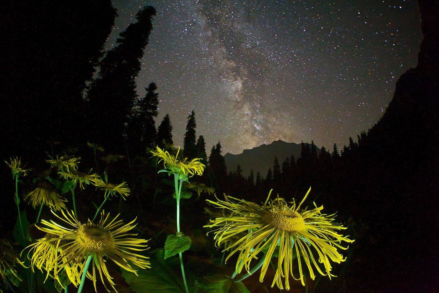 , Никифоров Егор