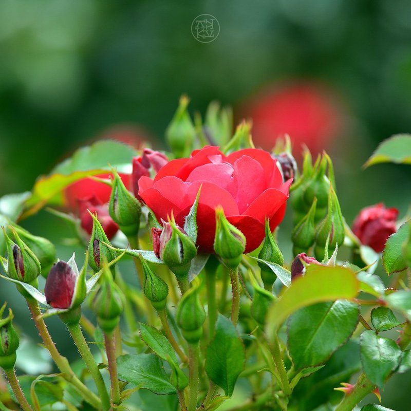 красота и пахнет так же фото превью