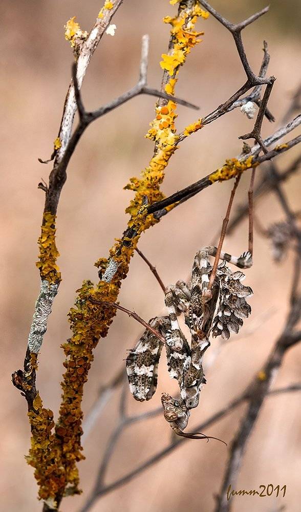 , Игорь ФУММ