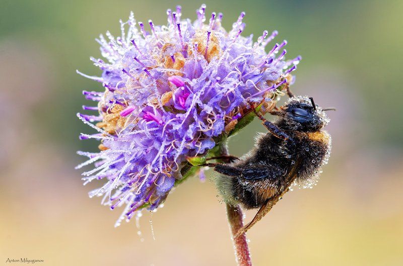 Morning dew фото превью