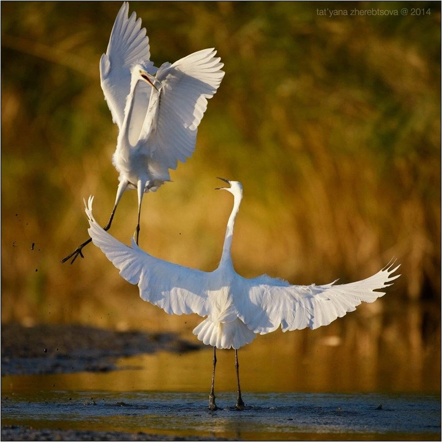 , Татьяна Жеребцова