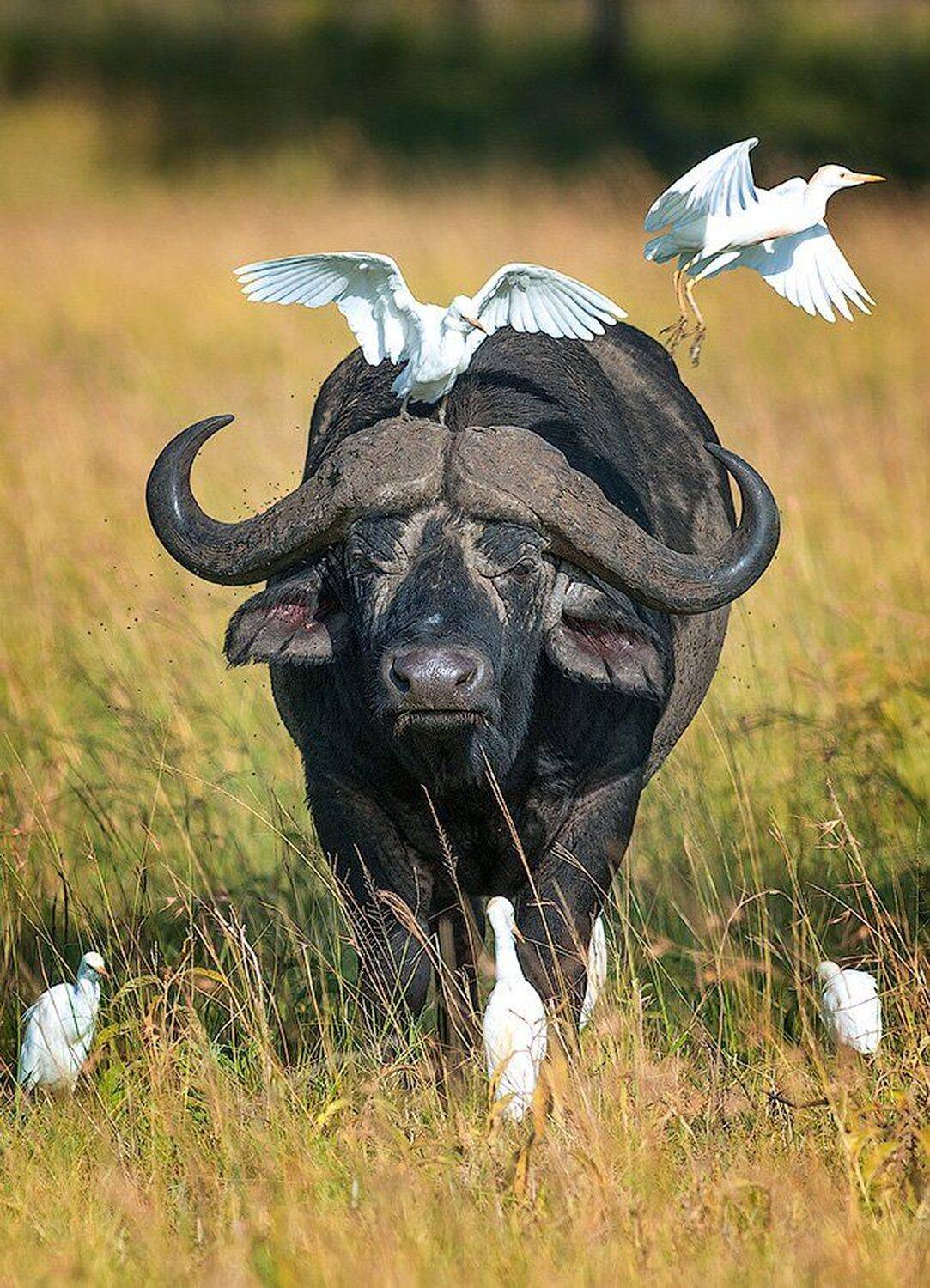 белая цапля, буйвол, кения, Сергей Иванов