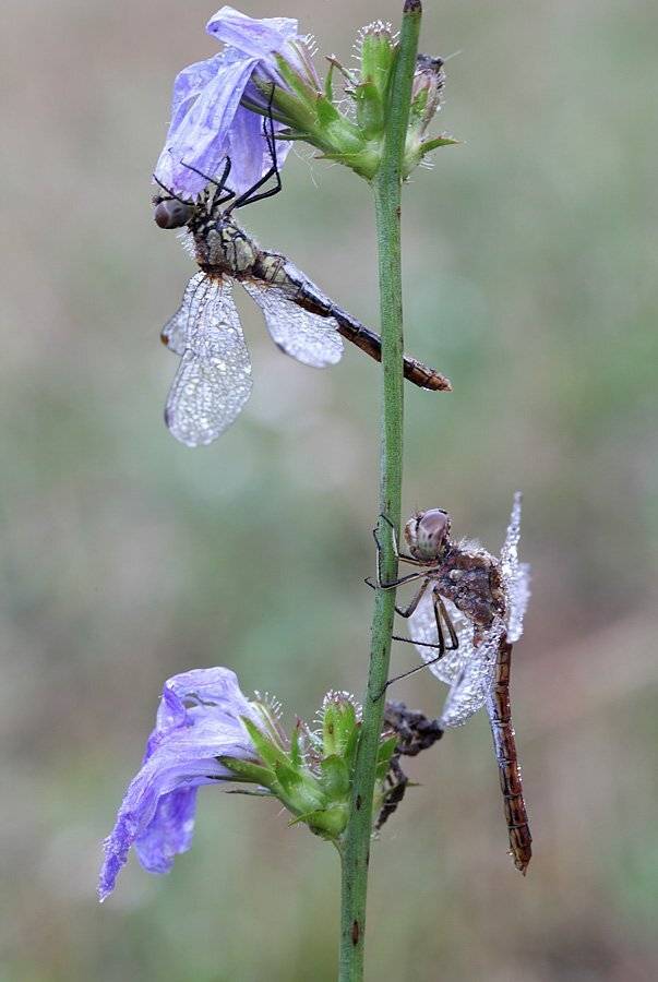 , Сергей Таланов