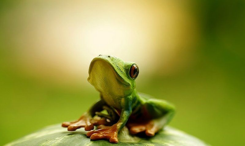 frog фото превью