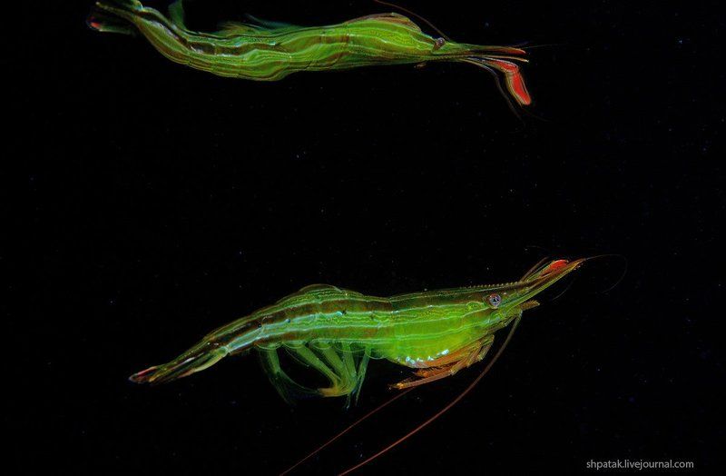 Бухта Рудная. Травяной чилим. фото превью