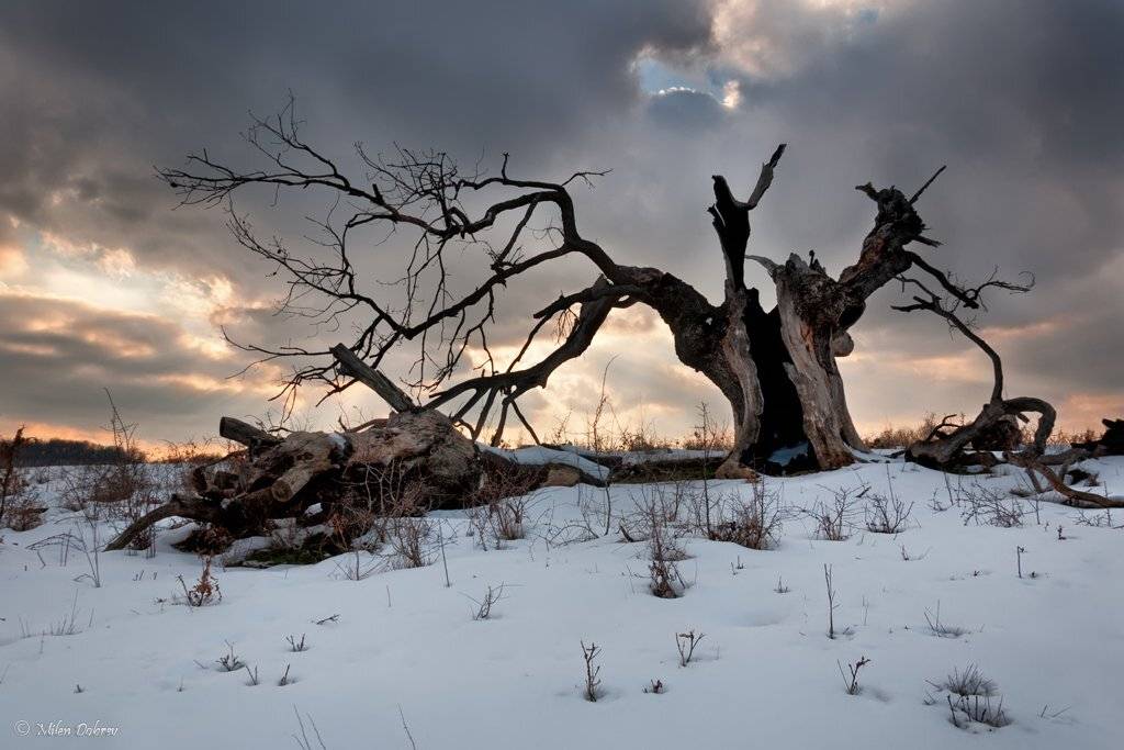 , Милен Добрев