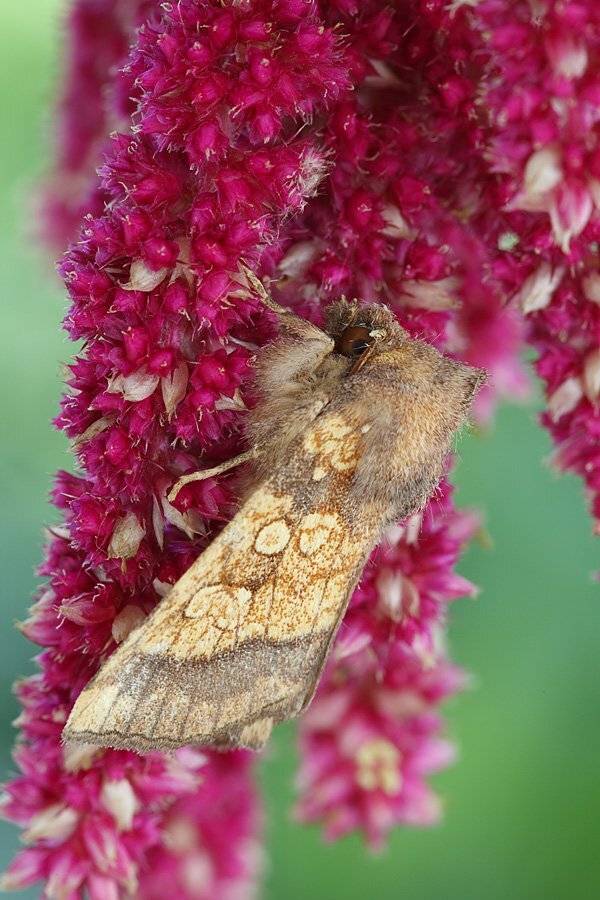 , Сергей Таланов