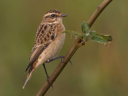Whinchat.