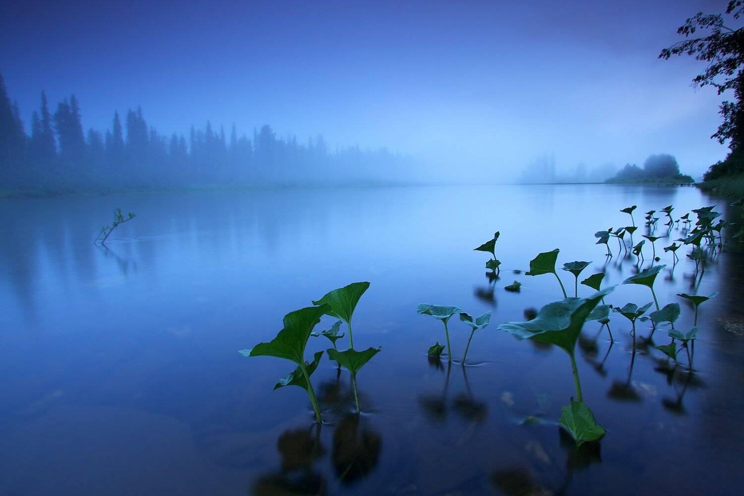 , Никифоров Егор