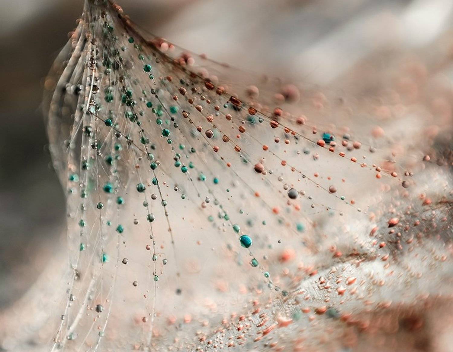 , Ивелина Благоева