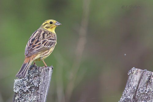 Yellowhammer ,Обыкновенная овсянка - Emberiza citrinella