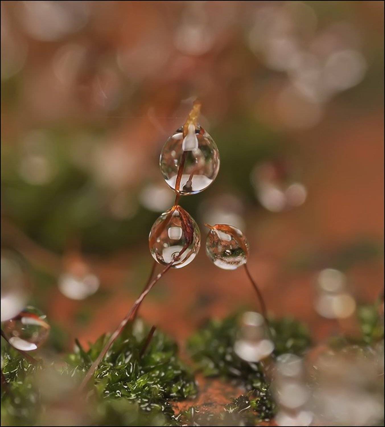 , Андрей Осокин