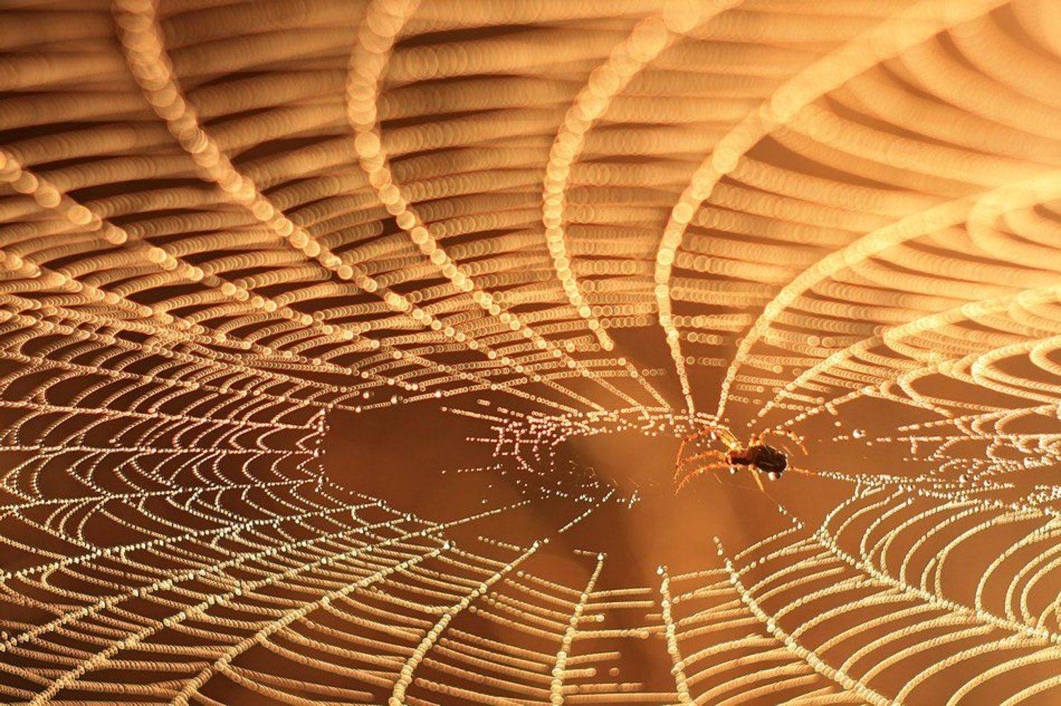 , Grzegorz Przyborowski