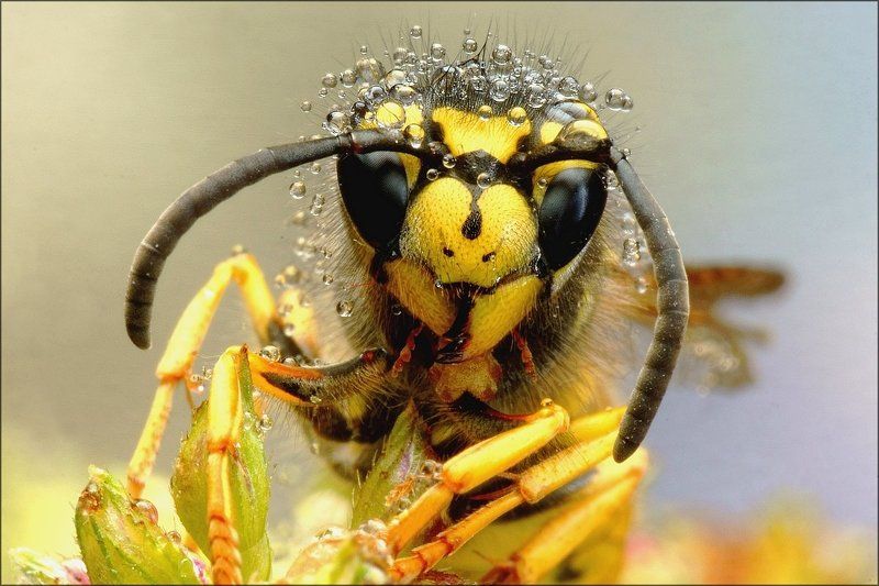 Оса и роса фото превью