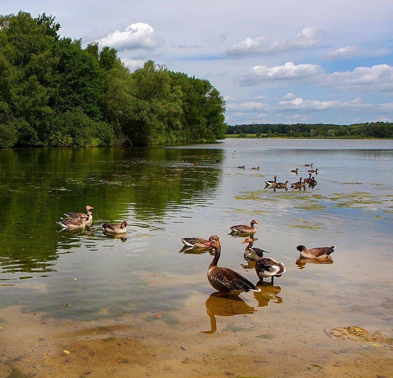 , Игорь Дубровский