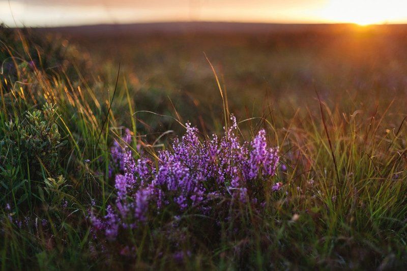 Вереск, Вечер, Закат, Ирландия, Природа  фото превью