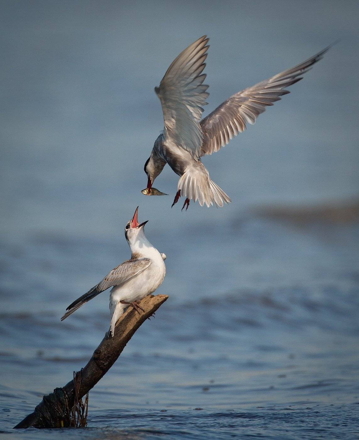 , Андрей Канышев