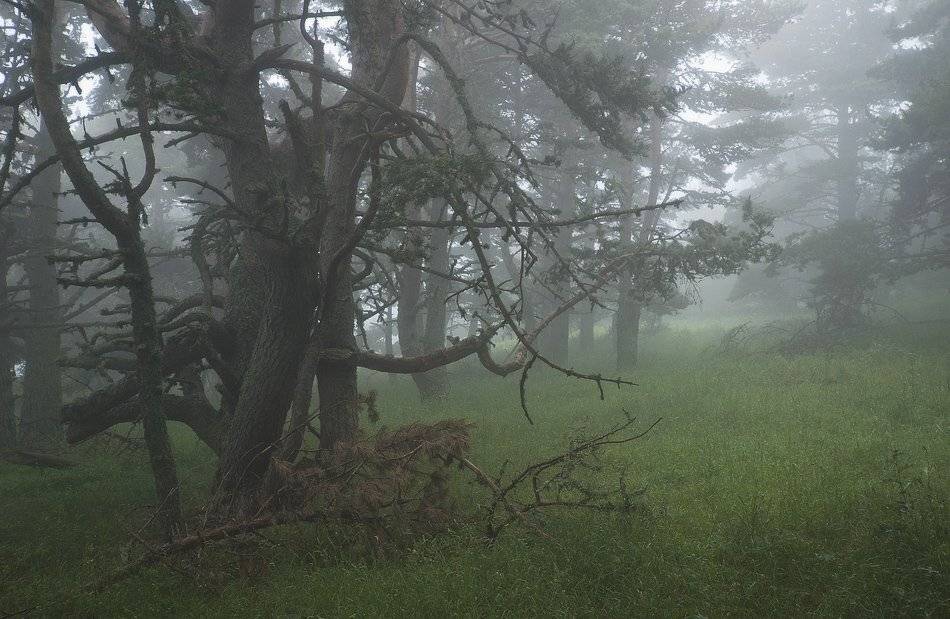, Саша  Вайсберг / Waldschnepfe /