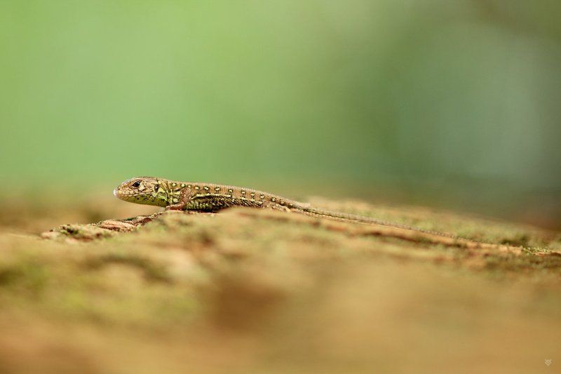 Small and agile фото превью