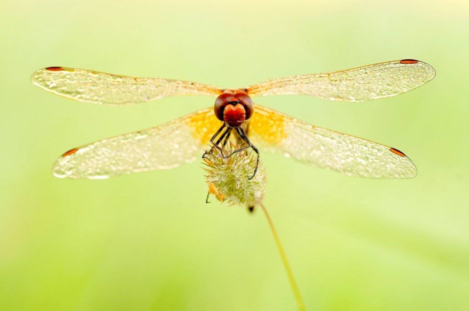 , Zbyszek  Walkiewicz