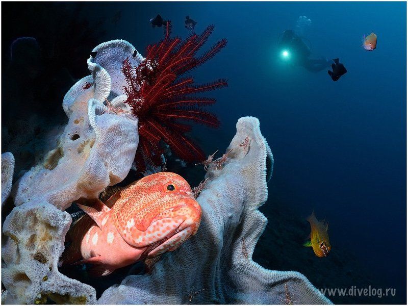 Риф фото превью