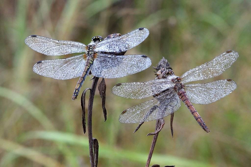 , Сергей Таланов