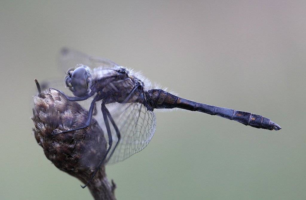 , Сергей Таланов