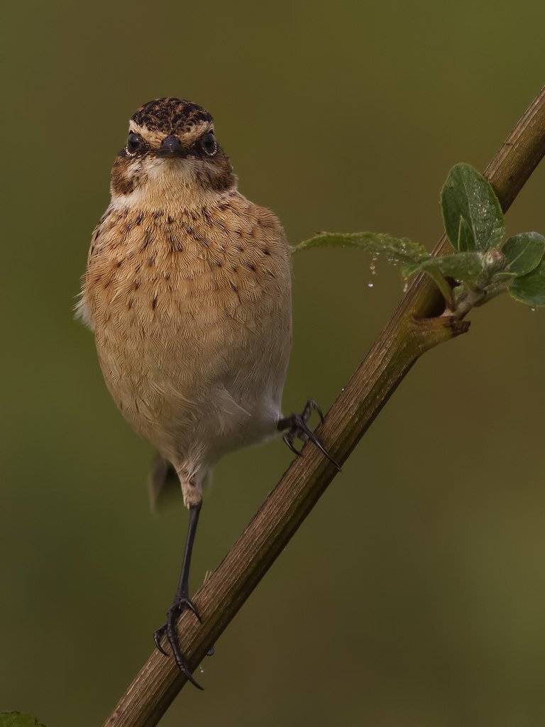 Чекан, Ляпустин Юра
