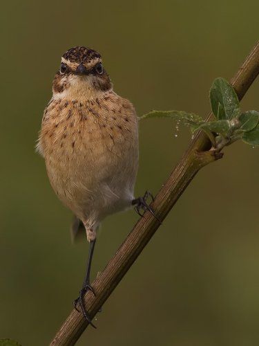 Whinchat.