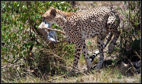 Масаи Мара.  Обед маленькой семьи гепардов.