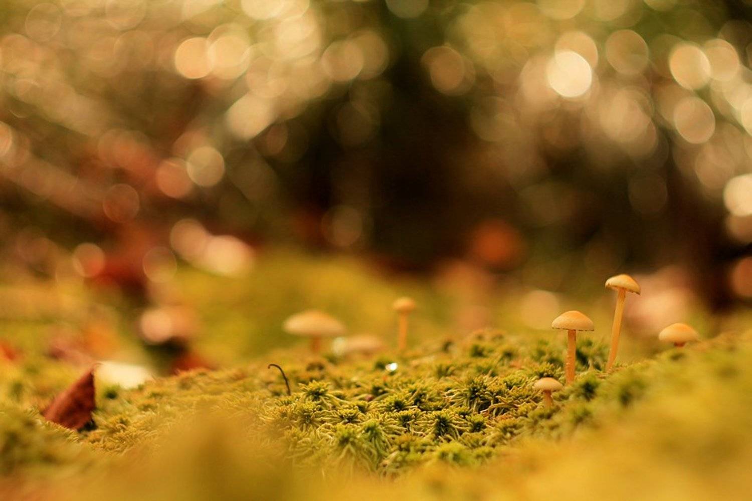 , Grzegorz Przyborowski