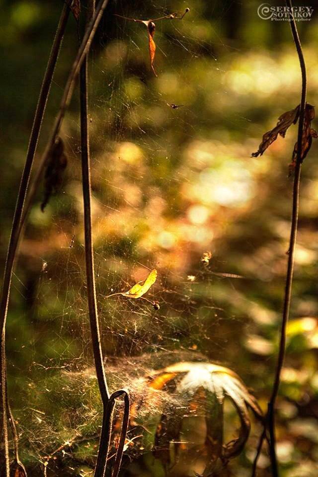 , Сергей Сотников