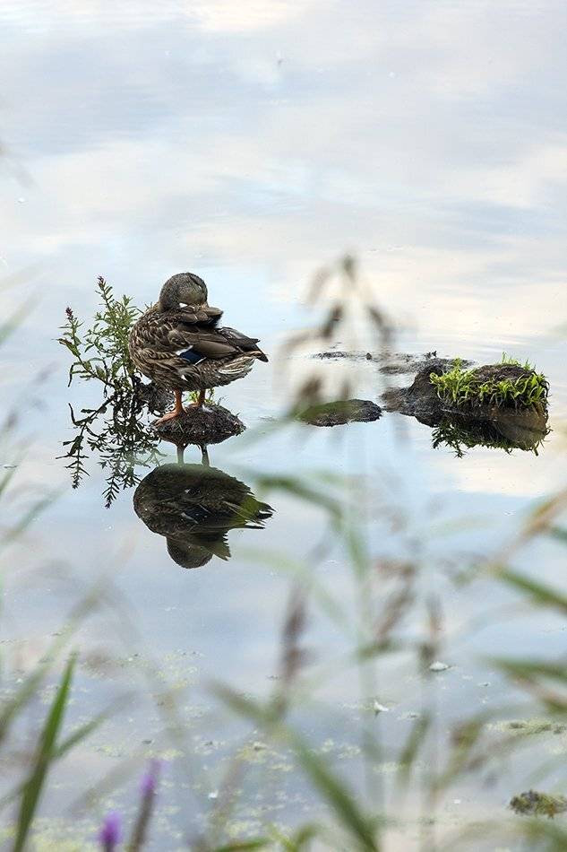 , Иваненко Светлана