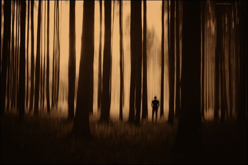 Автопортрет в сосновом лесу - 2 фото превью