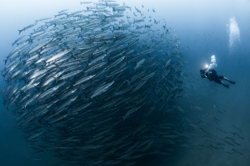 Koh Pangan, Sail Rock, Ко Панган, Таиланд Sail Rock фото превью