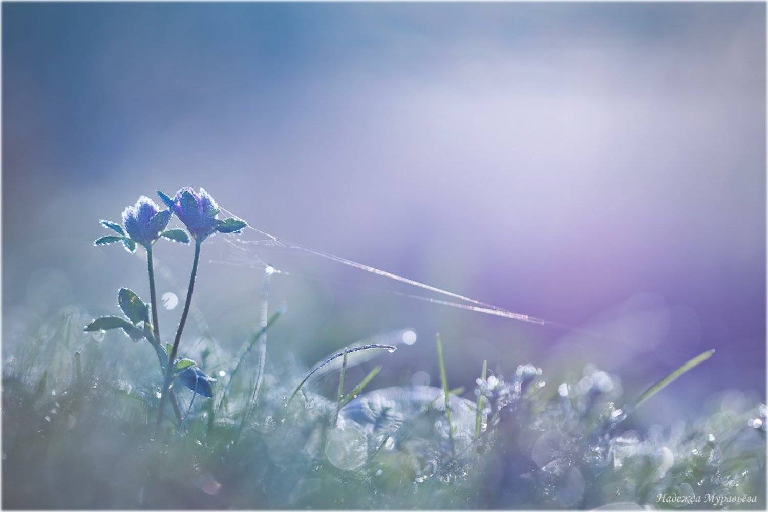 Клевер, Паутинка, Утро, Надежда Муравьёва