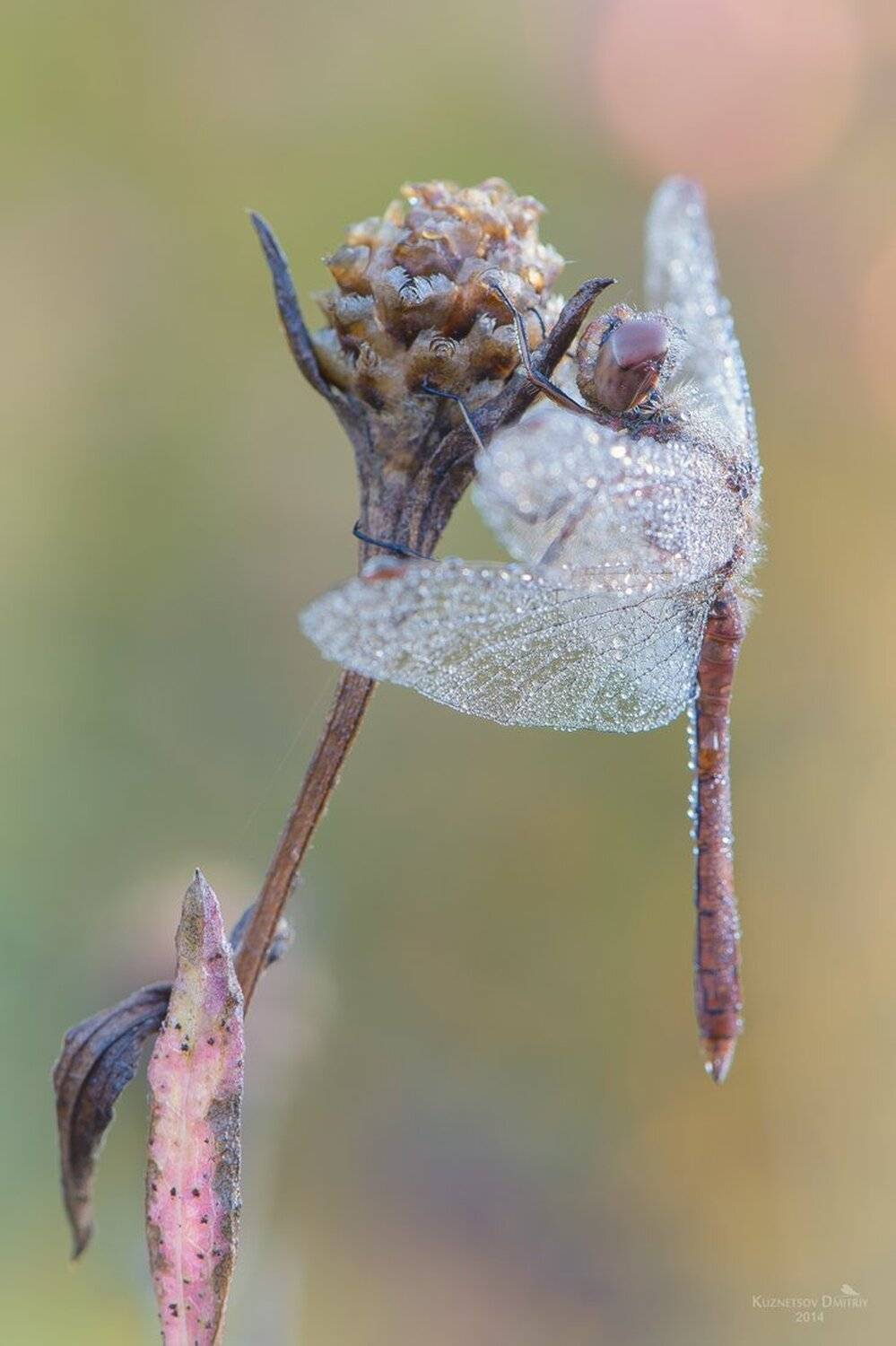 , Кузнецов Дмитрий