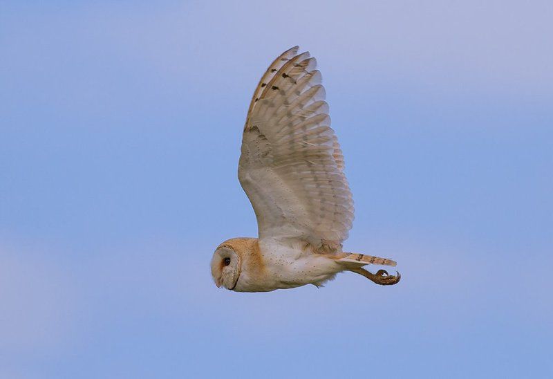 Сипуха обыкновенная фото превью