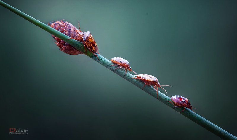 KEL фото превью