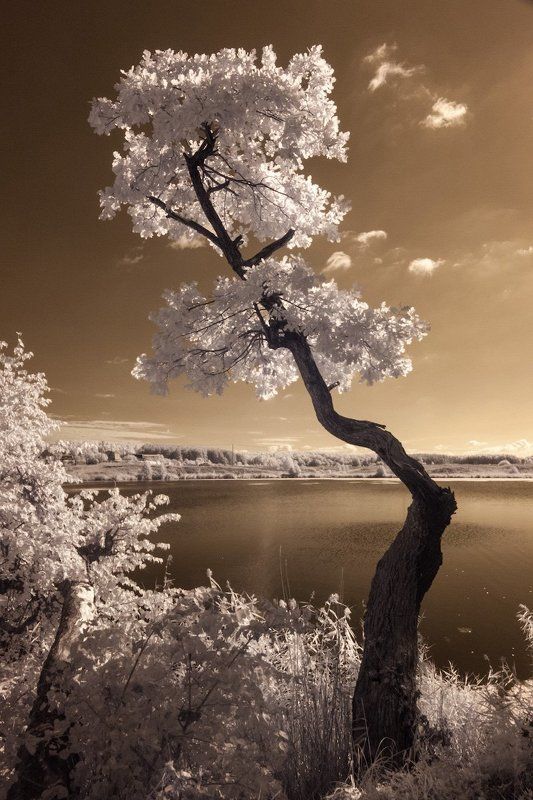 Свято-Троицкий Островоезерский монастырь фото превью