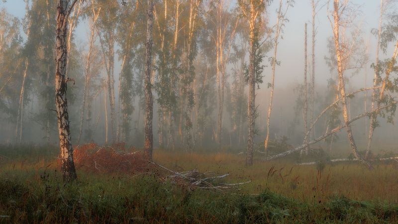 Лесной театр фото превью