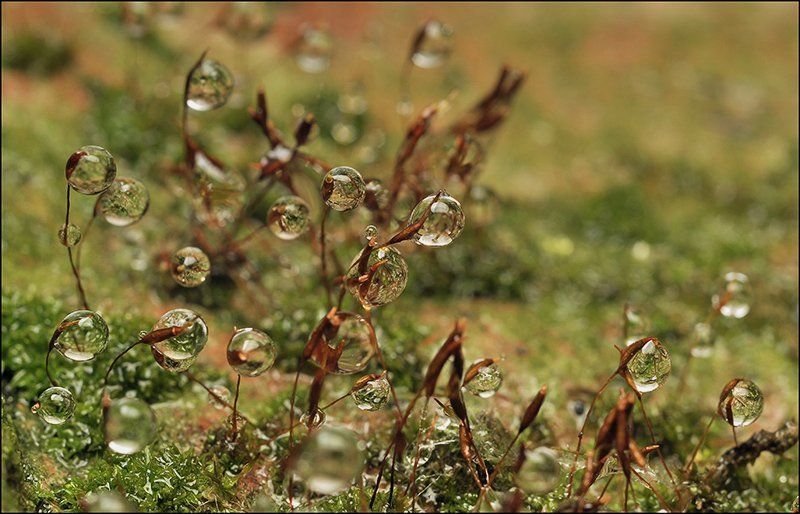 Тихие посиделки... фото превью