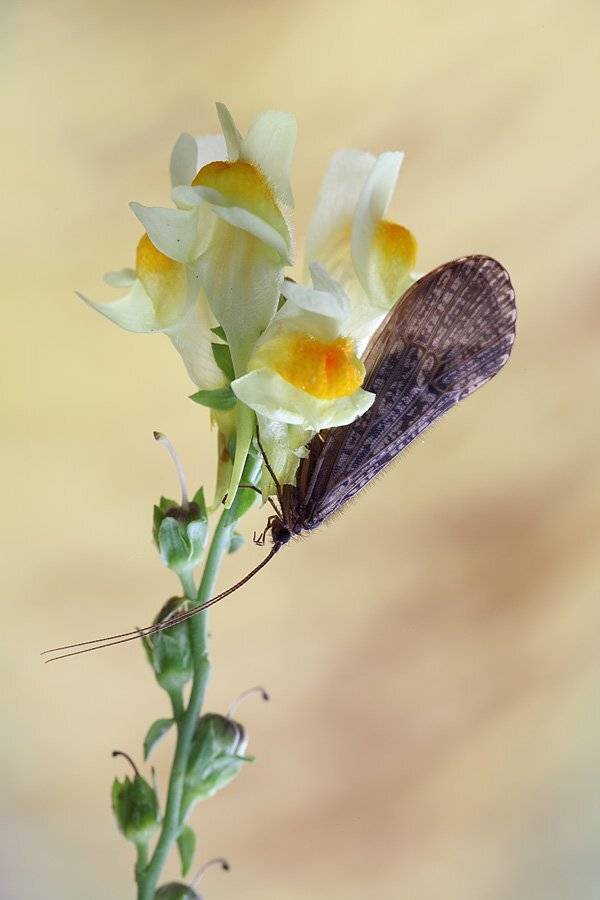 , Сергей Таланов