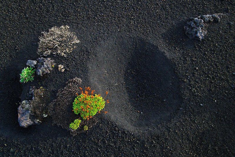 Толбачинская икэбана фото превью