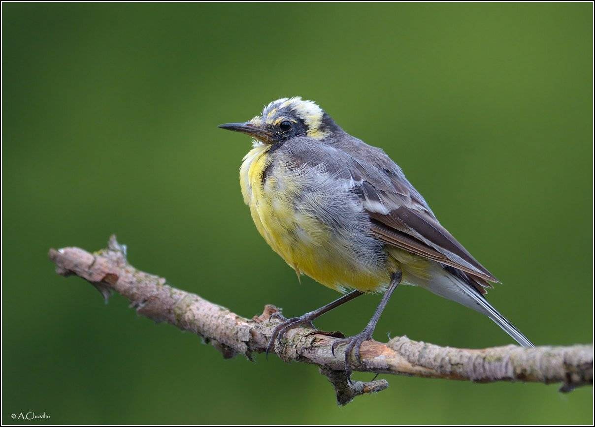 птица,трясогузка,молодая,чудик, Александр Чувилин