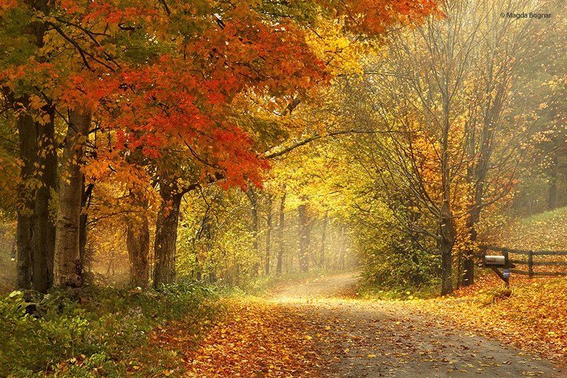 Dancing Leaves фото превью